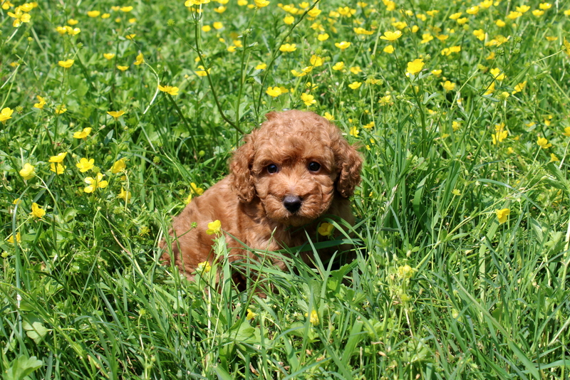 puppy, for, sale, Mini Poodle, Matthew B. Stoltzfus, dog, breeder, Gap, PA, dog-breeder, puppy-for-sale, forsale, nearby, find, puppyfind, locator, puppylocator, aca